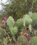 Opuntia engelmannii, north TX, Dave Van Langen