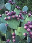 Opuntia engelmannii (gregoriana type), El Paso, TX