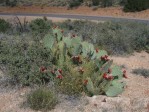 Opuntia engelmannii, Hualapai Mts