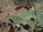 Opuntia engelmannii, Hualapai Mts