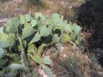 Opuntia engelmannii, Montezuma Castle, AZ