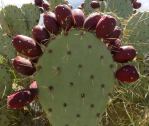 Opuntia engelmannii, AZ, Michelle Cloud-Hughes