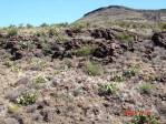 Opuntia engelmannii, habitat shot, Bagdad, AZ