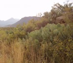 Opuntia engelmannii, Big Bend, TX