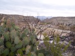 Opuntia engelmannii, Big Bend, photographer unknown