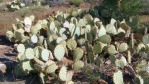 Opuntia engelmannii, Leeds, UT