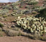 Opuntia engelmannii, Leeds, UT