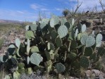 Opuntia engelmannii, near Hueco Tanks Park, TX