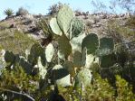 Opuntia engelmannii, Pearce Ferry, AZ, Nancy Hussey