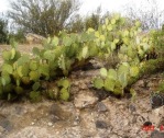 Opuntia engelmannii, Wickenburg, AZ