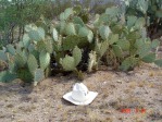 Opuntia engelmannii, Wikenberg, AZ