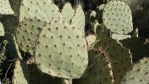 Opuntia engelmannii