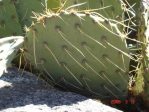 Opuntia flavispina, Rio Grande Botanical Garden, Albuquerque, NM