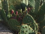 Opuntia flavispina, Rio Grande Botanical Garden, Albuquerque, NM