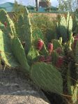 Opuntia flavispina, Rio Grande Botanical Garden, Albuquerque, NM