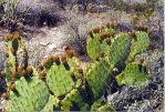 Opuntia flavispina