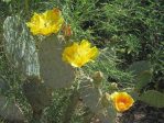 Opuntia flavispina, Desert Botanical Gardens, AZ