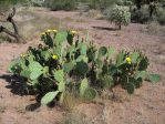 Opuntia flavispina, Apache Co, AZ