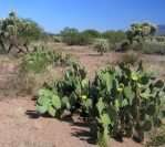 Opuntia flavispina, Apache Co, AZ