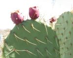 Opuntia flavispina, greater Phoenix area, AZ