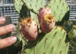 Opuntia flavispina, greater Phoenix area, AZ