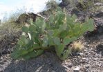 Opuntia flavispina, greater Phoenix area, AZ