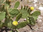 Opuntia flavispina, Nancy Hussey