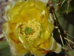 Opuntia flavispina, Nancy Hussey