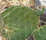 Opuntia flavispina, Nancy Hussey