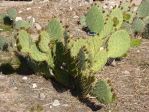 Opuntia flavispina, garden plant, Nancy Hussey