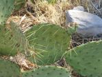 Opuntia flavispina, Nancy Hussey