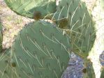 Opuntia flavispina, garden plant, Nancy Hussey