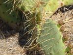 Opuntia flavispina, garden plant, Nancy Hussey