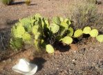 Opuntia flavispina, near Phoenix, AZ