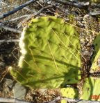 Opuntia flavispina, near Phoenix, AZ