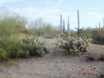 Opuntia flavispina, near Phoenix, AZ