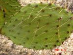 Opuntia flavispina, near Phoenix, AZ