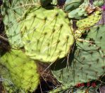 Opuntia flavispina