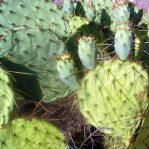 Opuntia flavispina