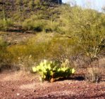 Opuntia flavispina