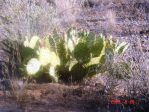 Opuntia flavispina