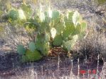 Opuntia flavispina, near Phoeniz, AZ