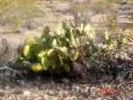 Opuntia flavispina, near Phoeniz, AZ