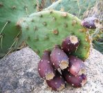 Opuntia flavispina