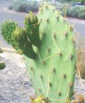 Opuntia flavispina