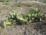 Opuntia flavispina, greater Phoenix area, AZ