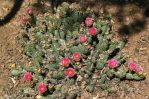 Opuntia fragilis, garden plant