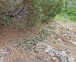 Opuntia fragilis in habitat, Ontario, Canada-Derek-Stephen