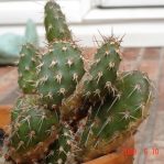 Opuntia fragilis, garden plant