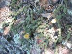 Opuntia fragilis, Marquette Co, MI, Kerry Woods